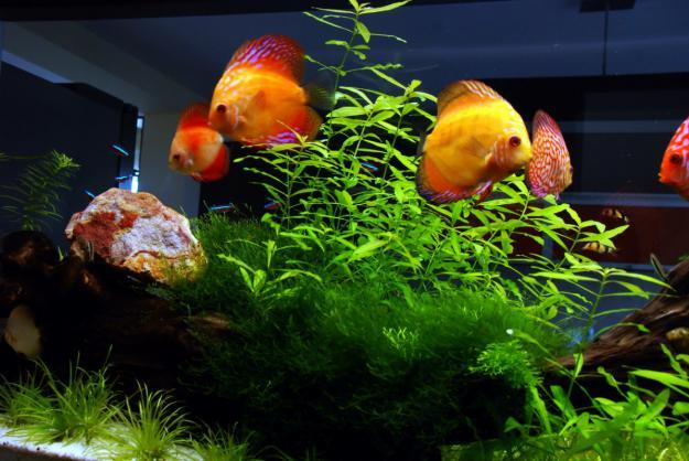 Pescuit - 13370190543763014213-acvarii-de-vis-activitatii-in-comunitate.jpg